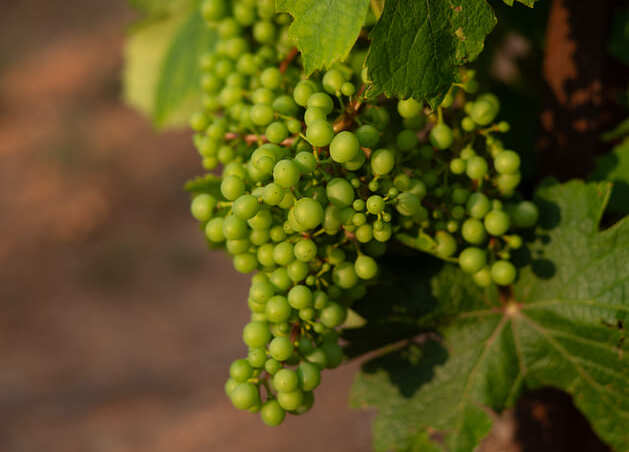 Grappe raisin